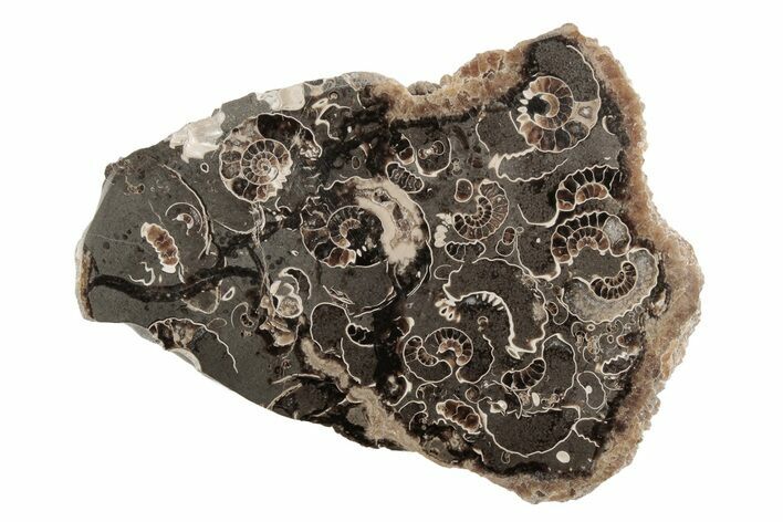 Polished Ammonite (Promicroceras) Slice - Marston Magna Marble #211373